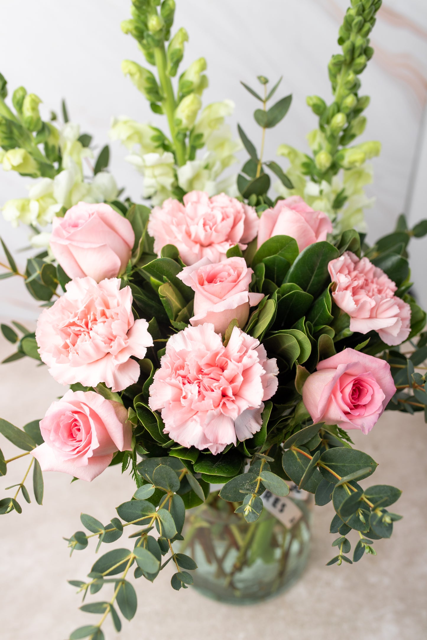Campo Rosa - Rosa Clara, Clavel Rosa y Perrito Blanco