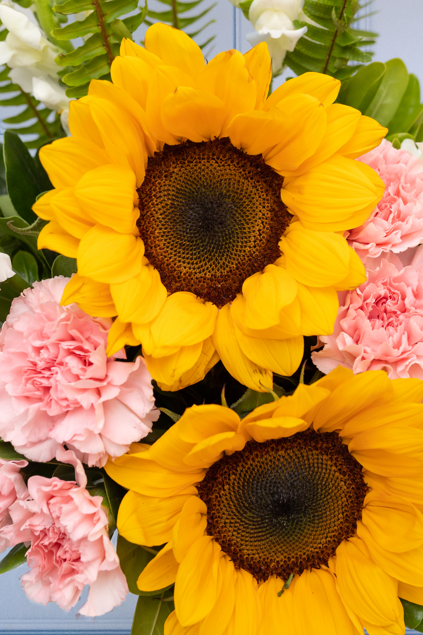 Feliz Día - Girasoles, Claveles Rosas y Perrito Blanco