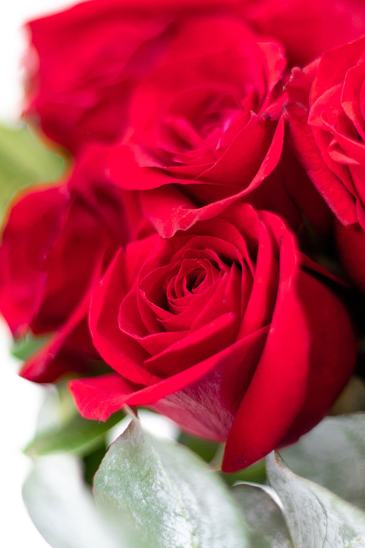 La Vida en Rosa - Rosa Roja