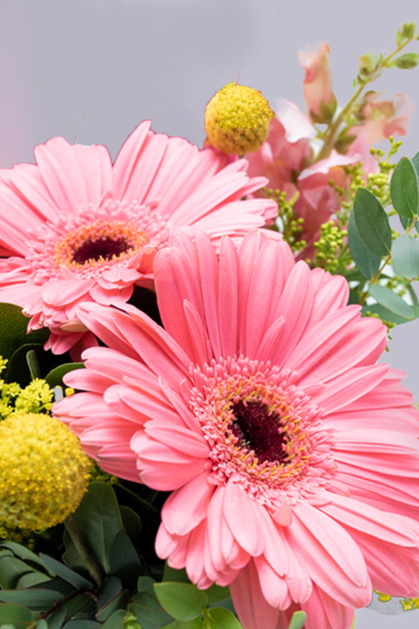 Optimista - Gerbera Rosa, Craspedia Amarilla y Perrito Blanco