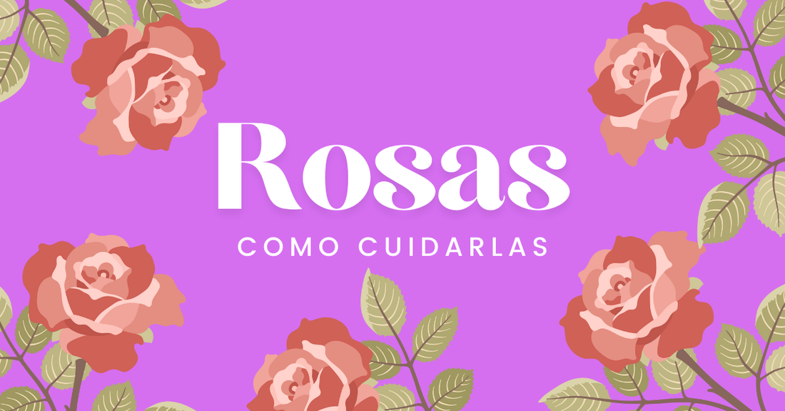 cuidado de rosas
