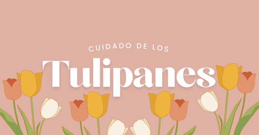 cuidado de los tulipanes
