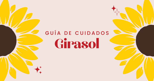 cuidados de girasol